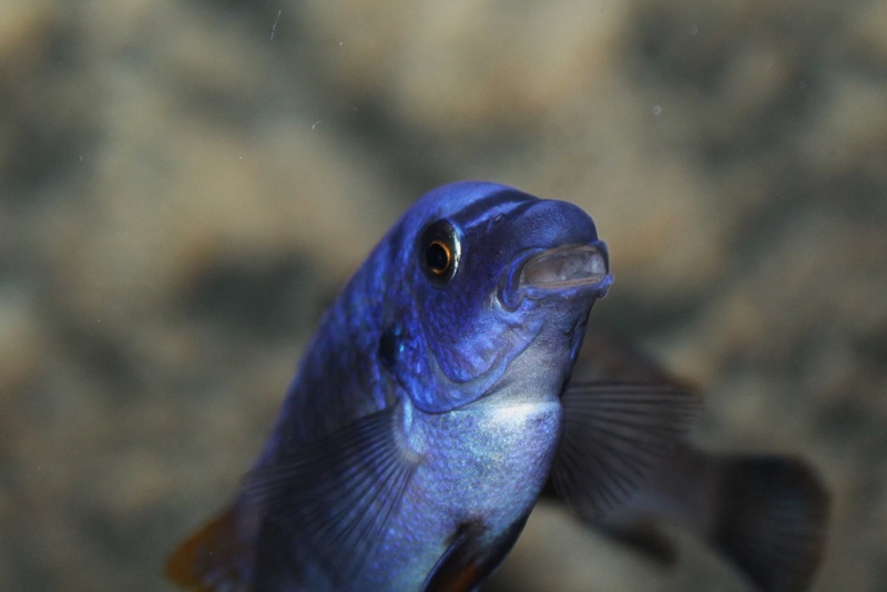 Labeotropheus fuelleborni 'Thumbi West Island'